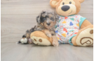 Energetic Bichpoo Poodle Mix Puppy