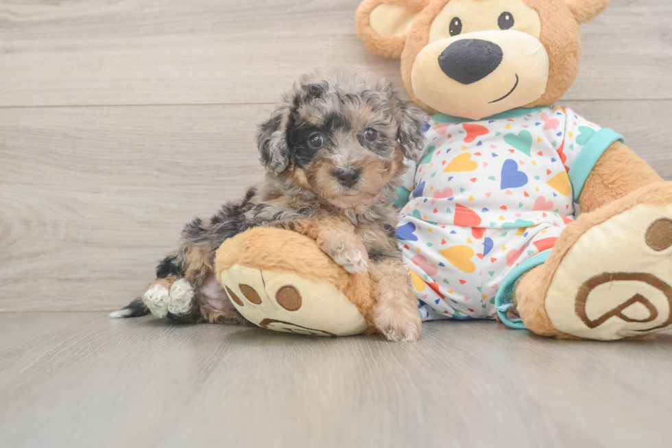 Energetic Bichpoo Poodle Mix Puppy