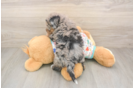Poochon Pup Being Cute