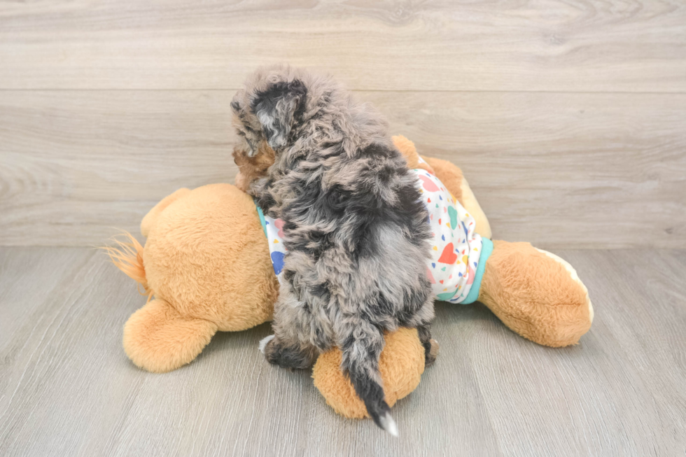 Poochon Pup Being Cute