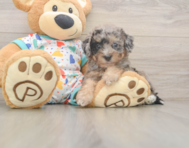 7 week old Poochon Puppy For Sale - Seaside Pups