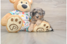 Petite Poochon Poodle Mix Pup