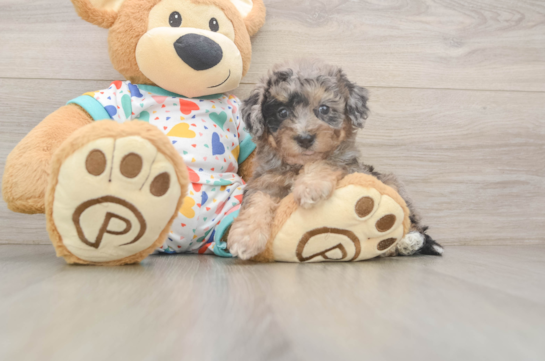 Petite Poochon Poodle Mix Pup