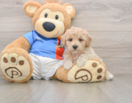 6 week old Poochon Puppy For Sale - Seaside Pups