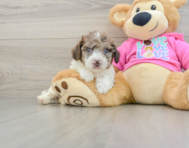 7 week old Poochon Puppy For Sale - Seaside Pups