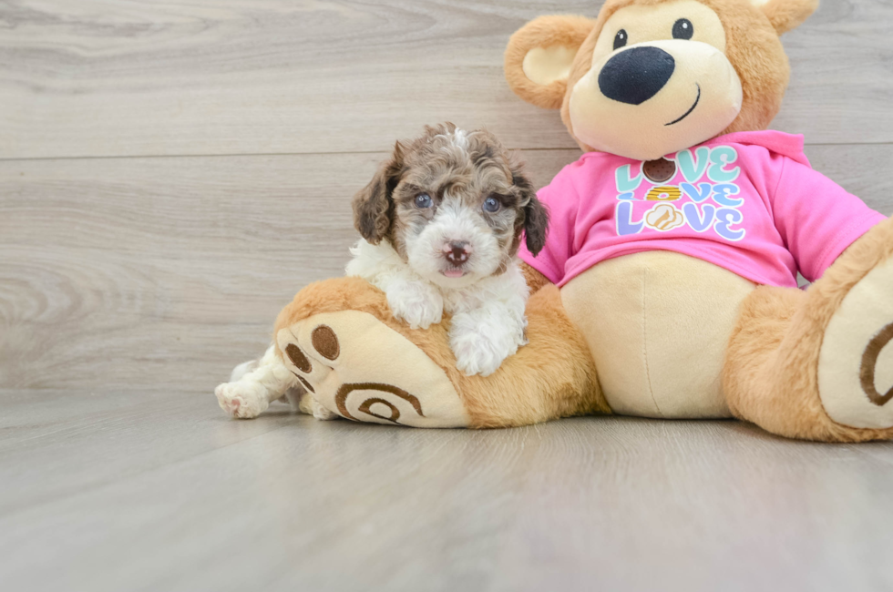 6 week old Poochon Puppy For Sale - Seaside Pups