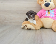 9 week old Poochon Puppy For Sale - Seaside Pups