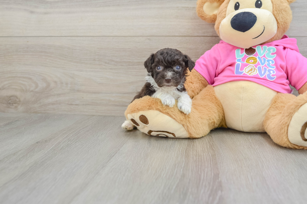 Adorable Bichpoo Poodle Mix Puppy