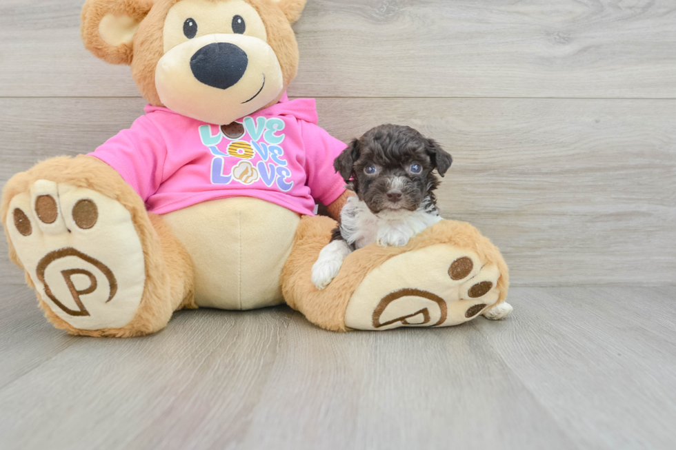 Popular Poochon Poodle Mix Pup