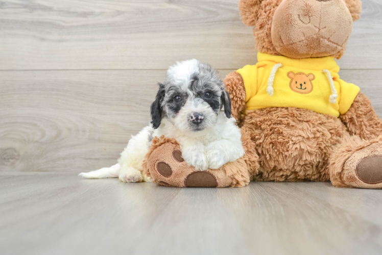 Playful Bichpoo Poodle Mix Puppy