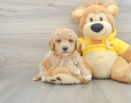 6 week old Poochon Puppy For Sale - Seaside Pups