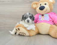 7 week old Poochon Puppy For Sale - Seaside Pups