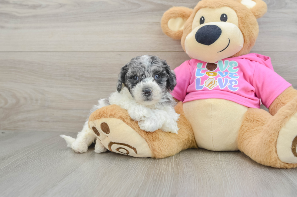 6 week old Poochon Puppy For Sale - Seaside Pups