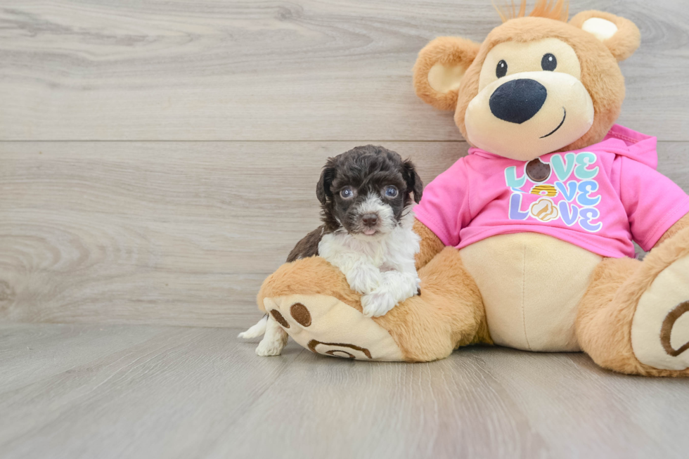 Energetic Bichpoo Poodle Mix Puppy