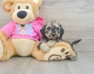 7 week old Poochon Puppy For Sale - Seaside Pups