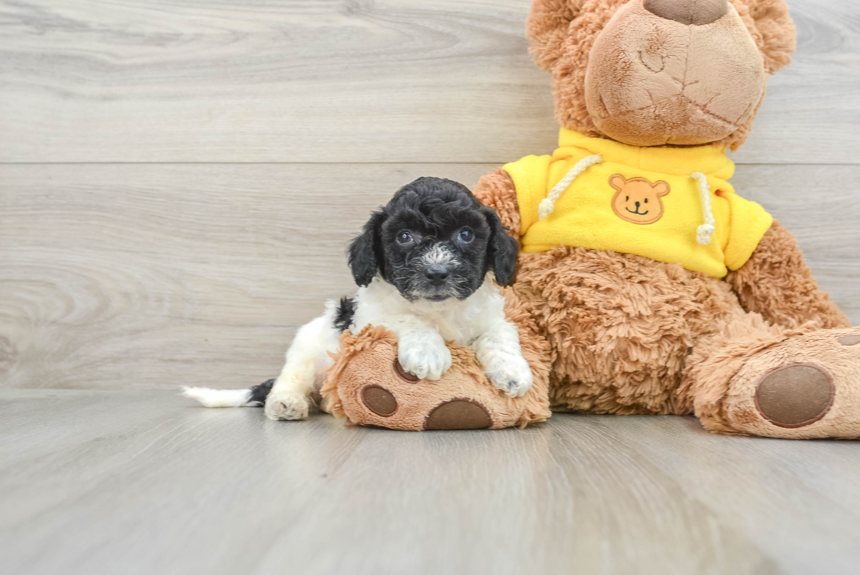 Puppy shops poochon