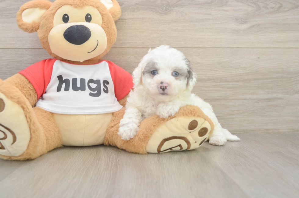 5 week old Poochon Puppy For Sale - Seaside Pups