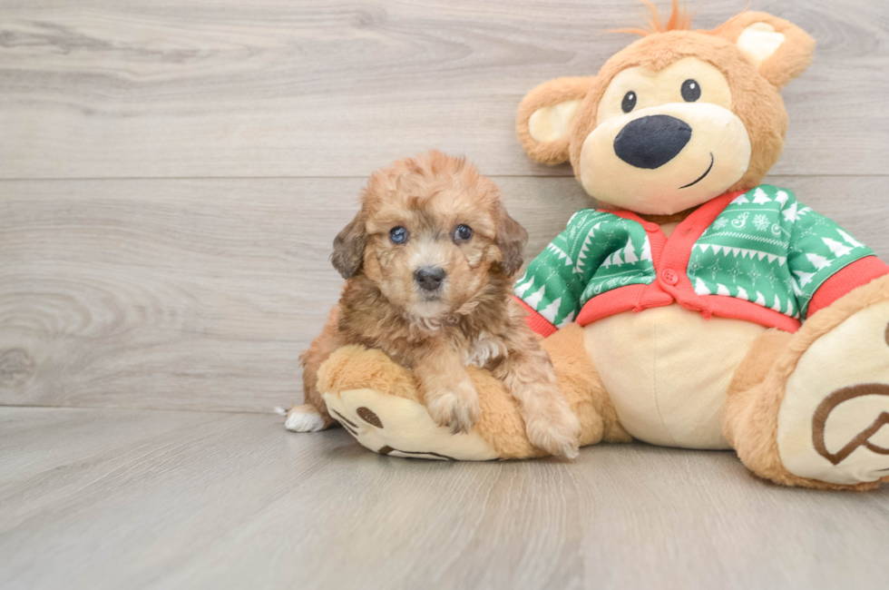5 week old Poochon Puppy For Sale - Seaside Pups