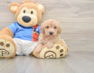 6 week old Poochon Puppy For Sale - Seaside Pups