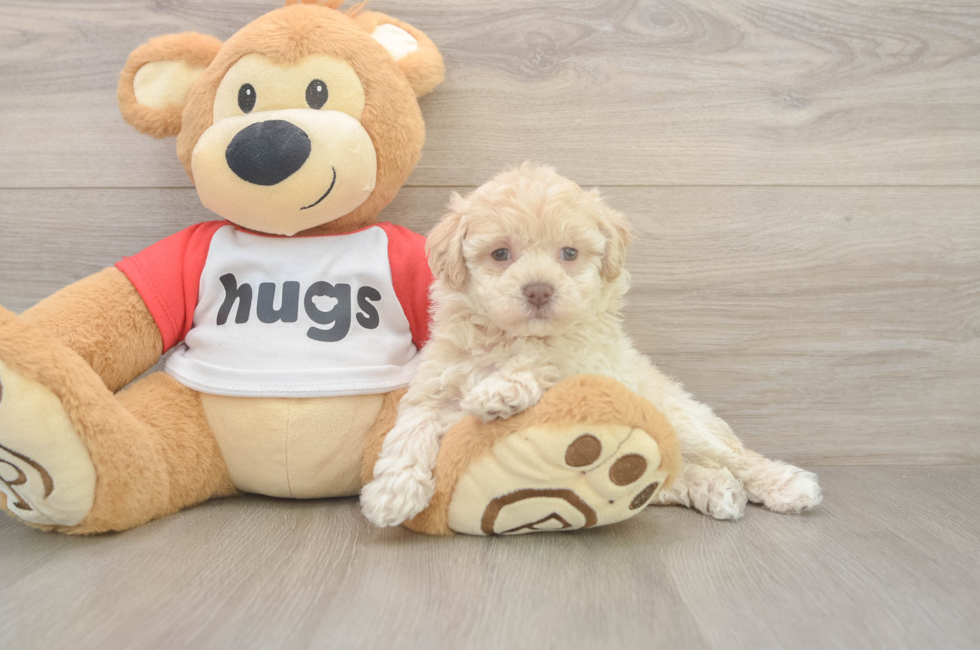 5 week old Poochon Puppy For Sale - Seaside Pups