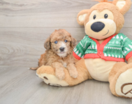 7 week old Poochon Puppy For Sale - Seaside Pups