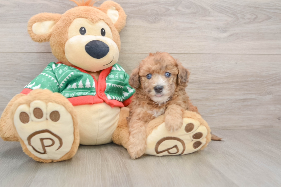 Adorable Bichpoo Poodle Mix Puppy