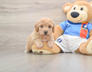 6 week old Poochon Puppy For Sale - Seaside Pups