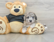 6 week old Poochon Puppy For Sale - Seaside Pups