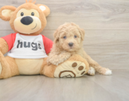 8 week old Poochon Puppy For Sale - Seaside Pups