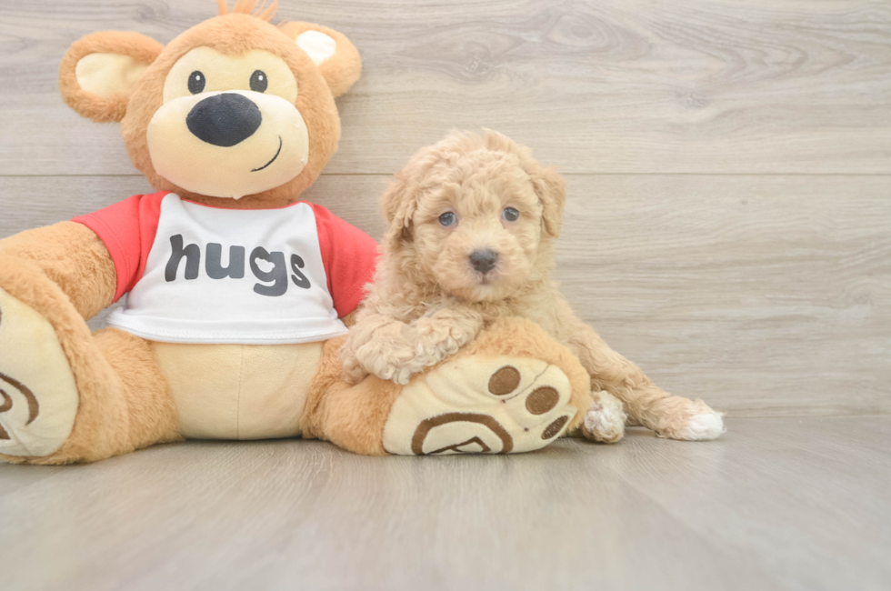5 week old Poochon Puppy For Sale - Seaside Pups