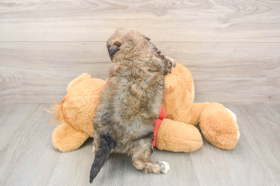 Hypoallergenic Bichpoo Poodle Mix Puppy