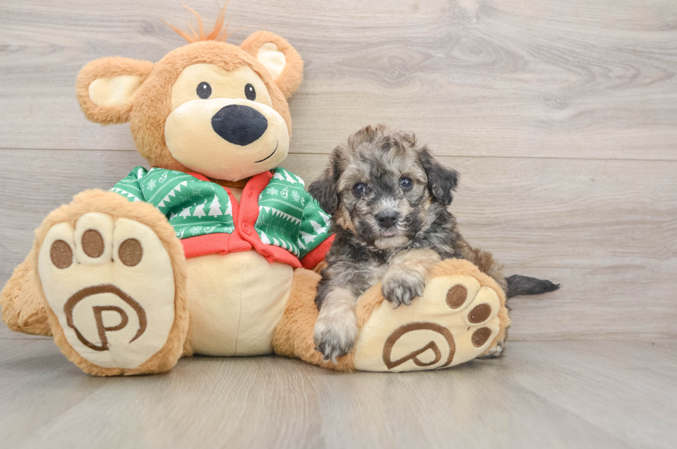 5 week old Poochon Puppy For Sale - Seaside Pups