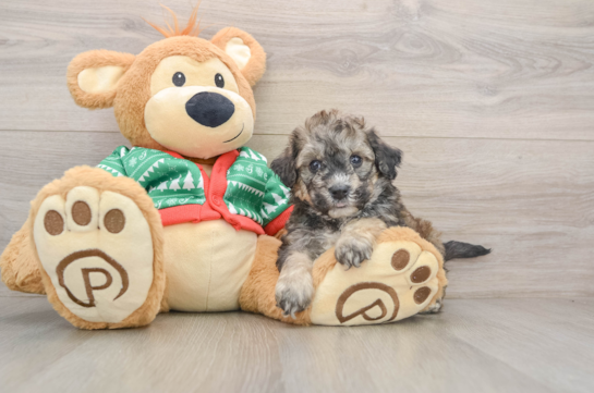 Poochon Pup Being Cute