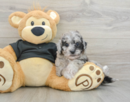6 week old Poochon Puppy For Sale - Seaside Pups