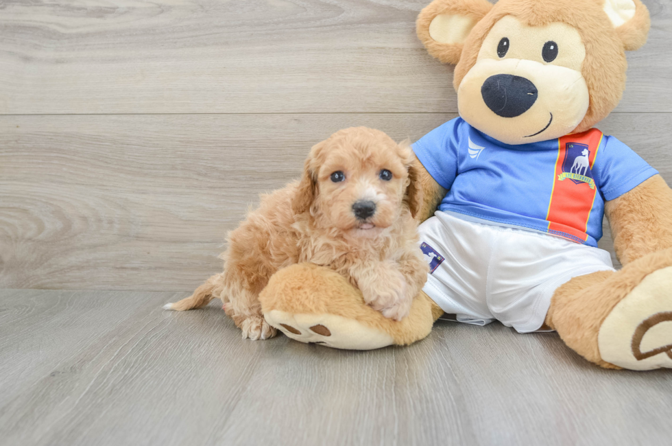 5 week old Poochon Puppy For Sale - Seaside Pups