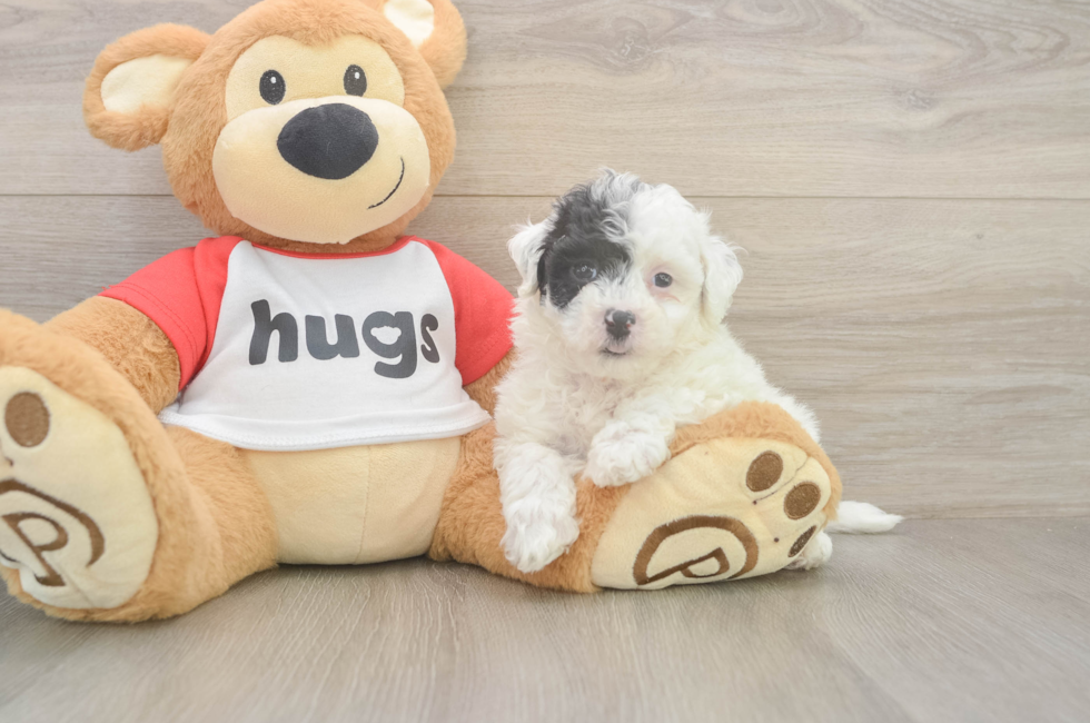 5 week old Poochon Puppy For Sale - Seaside Pups