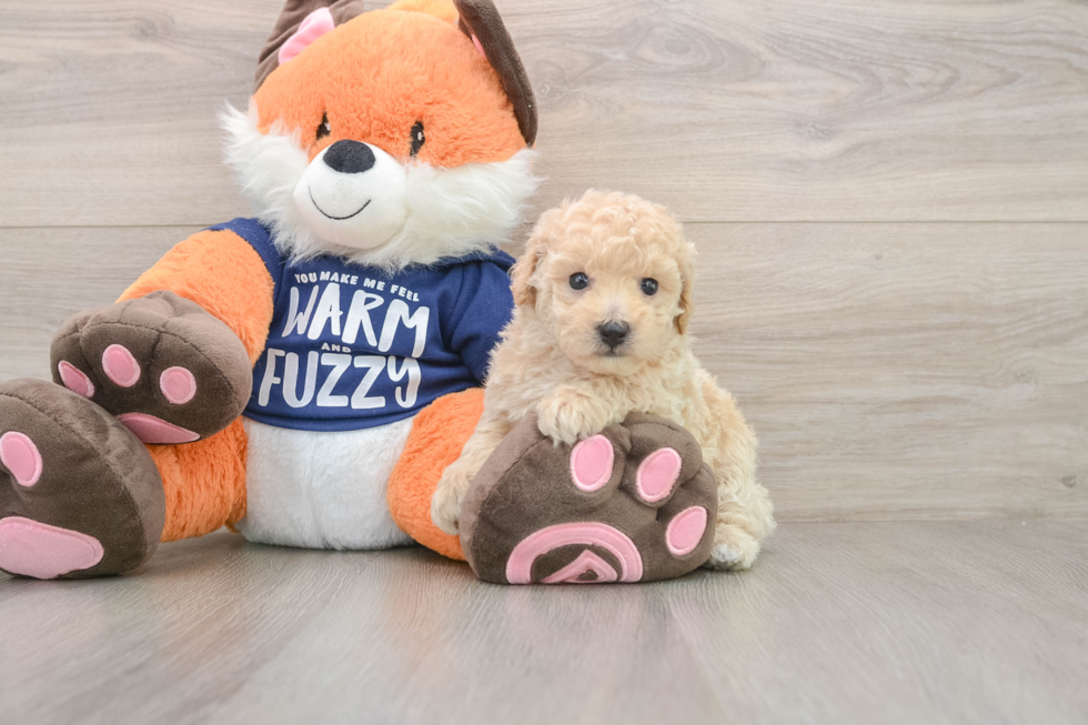 Hypoallergenic Bichpoo Poodle Mix Puppy