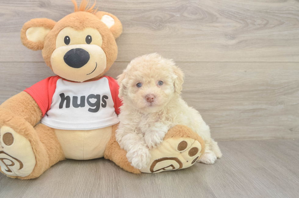 5 week old Poochon Puppy For Sale - Seaside Pups