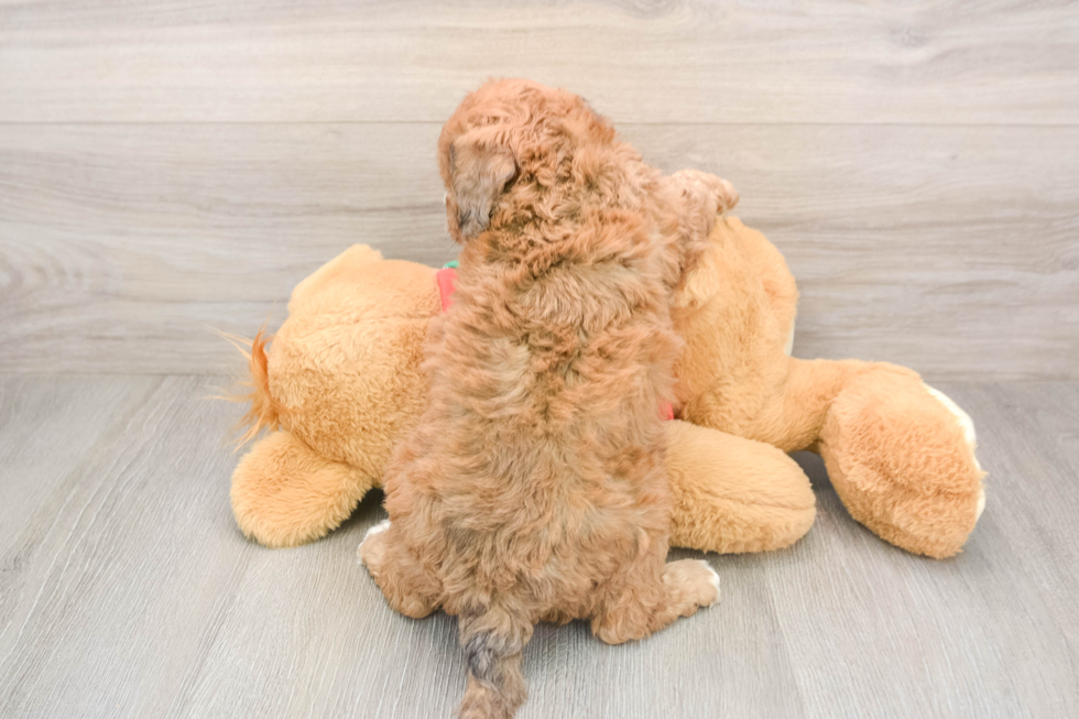 Energetic Bichpoo Poodle Mix Puppy
