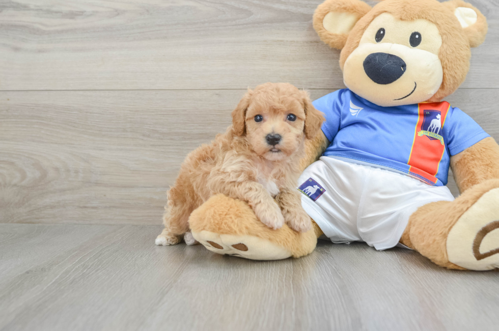 5 week old Poochon Puppy For Sale - Seaside Pups