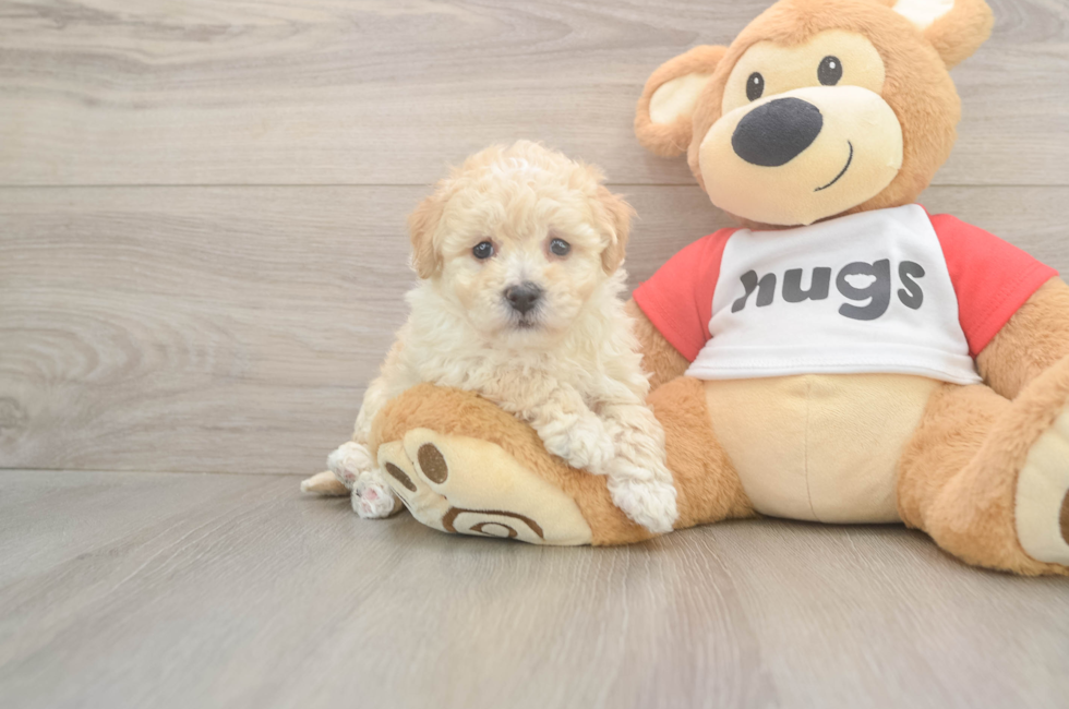 5 week old Poochon Puppy For Sale - Seaside Pups