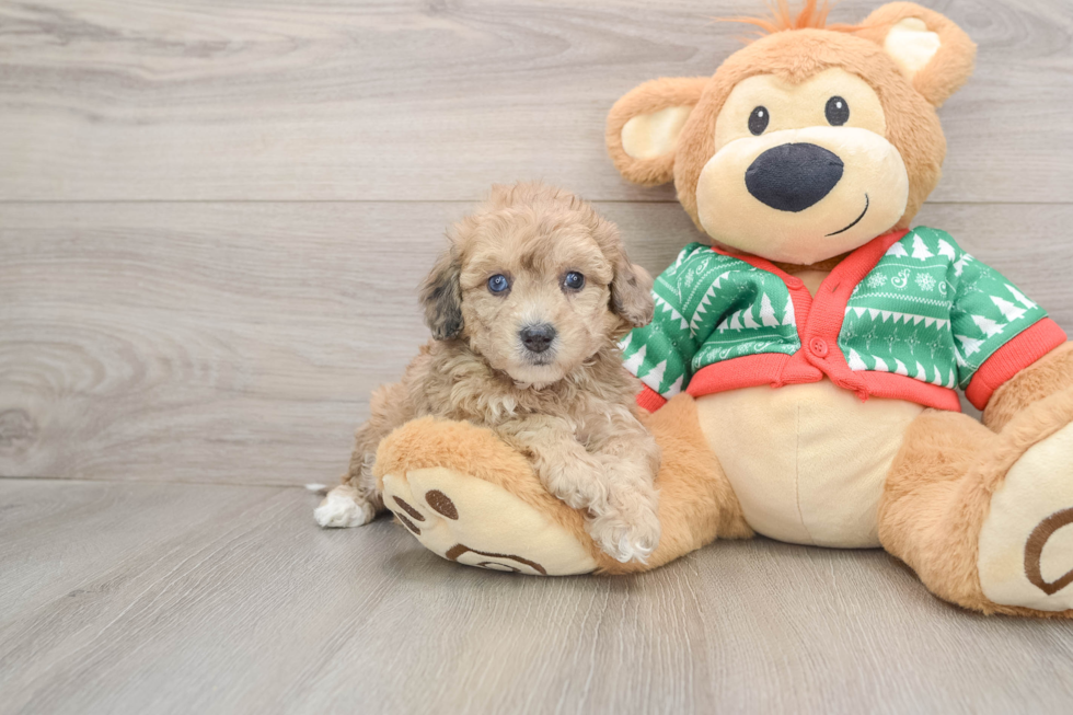 Smart Poochon Poodle Mix Pup