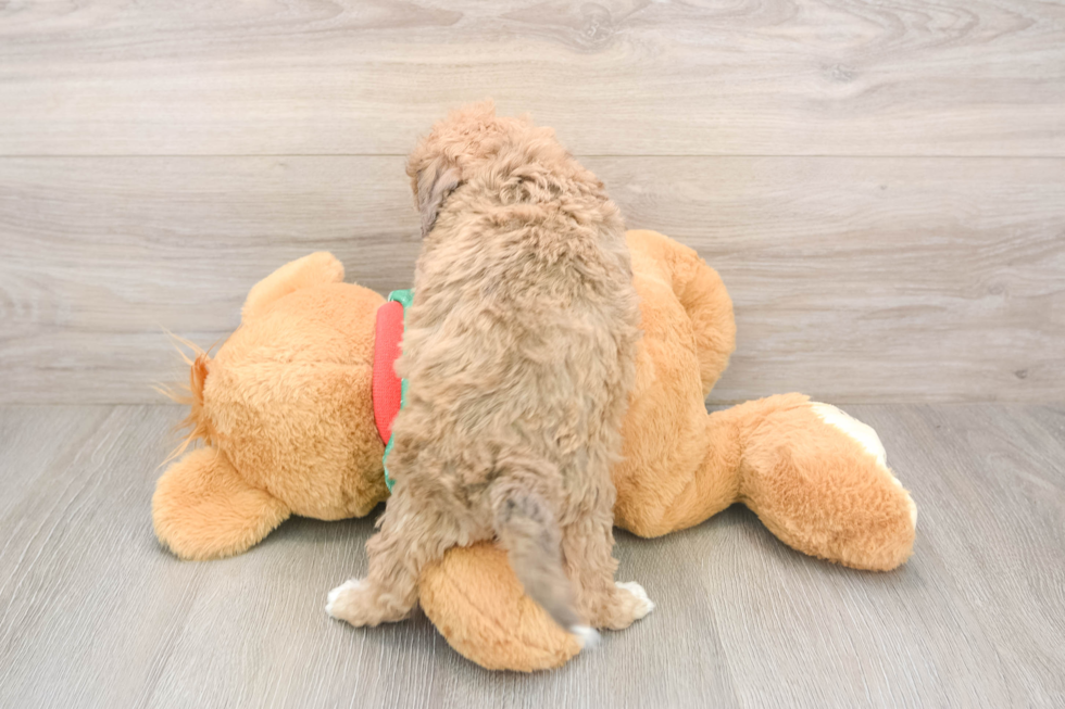 Smart Poochon Poodle Mix Pup
