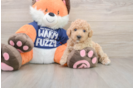 Small Poochon Baby