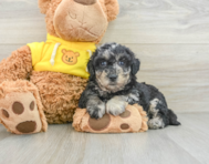 7 week old Poochon Puppy For Sale - Seaside Pups