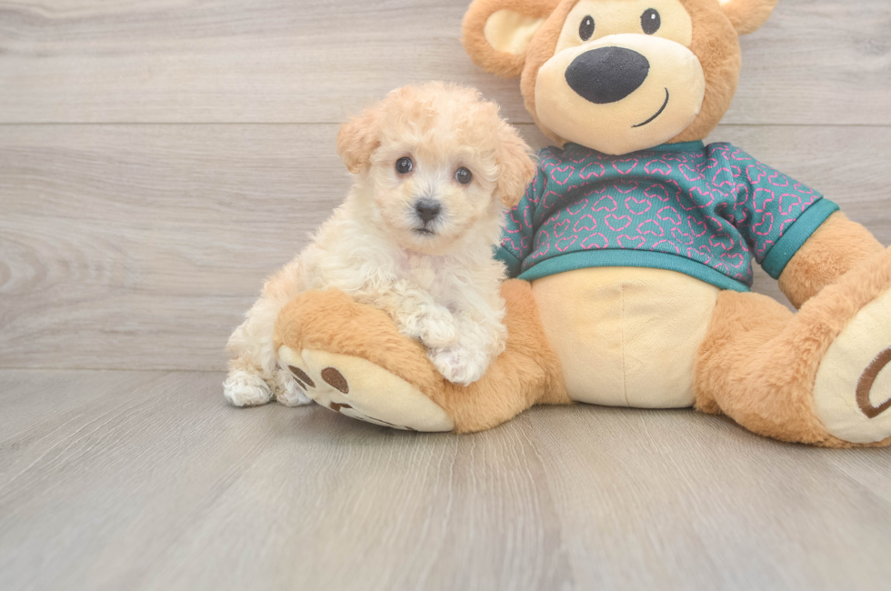 6 week old Poochon Puppy For Sale - Seaside Pups