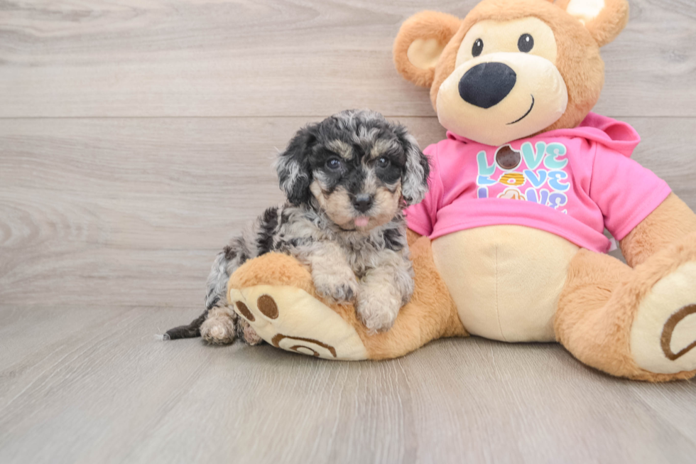 Smart Poochon Poodle Mix Pup