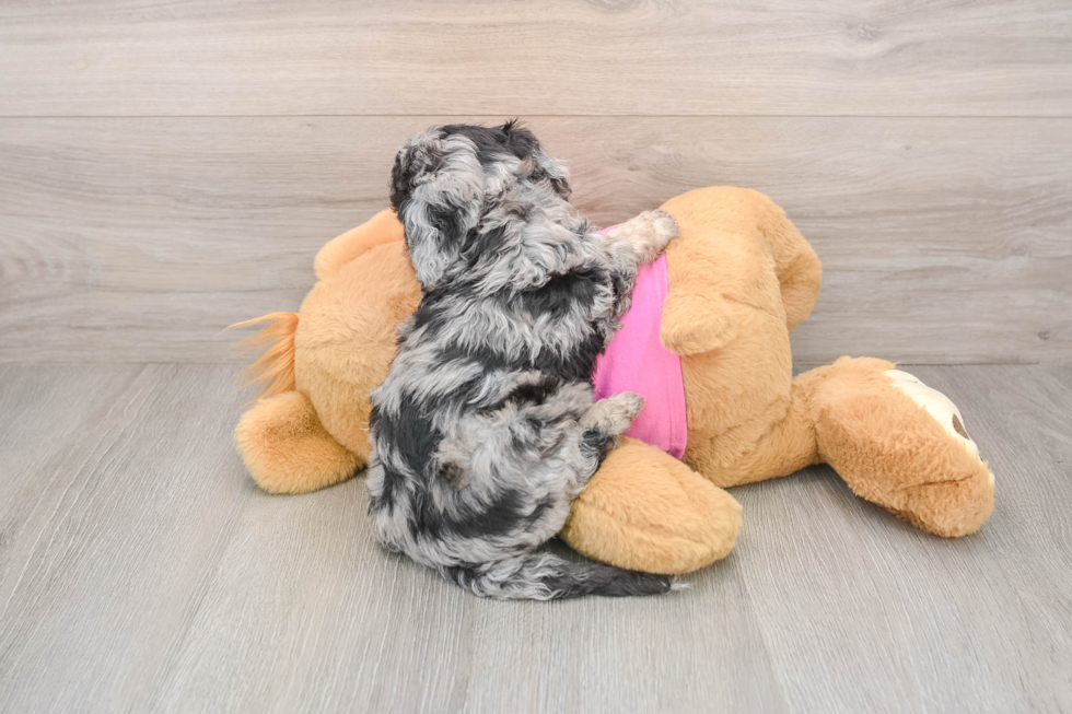 Poochon Puppy for Adoption