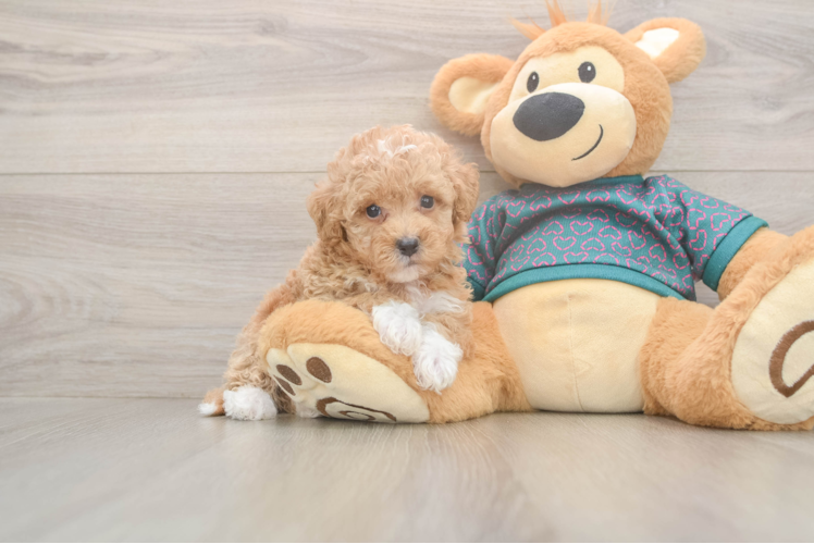 Popular Poochon Poodle Mix Pup