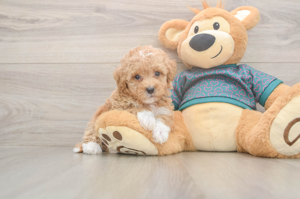 6 week old Poochon Puppy For Sale - Seaside Pups